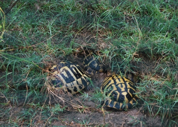 Ejemplares adultos de tortuga mediterránea en su medio