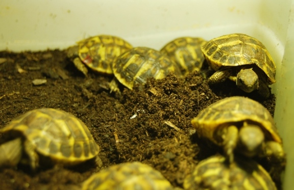 Crías de tortuga mediterránea recién nacidas
