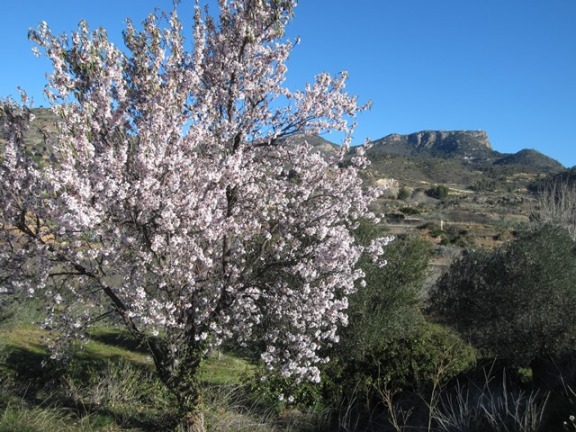 El almendro en flor anuncia la llegada de la primavera en Chelva.