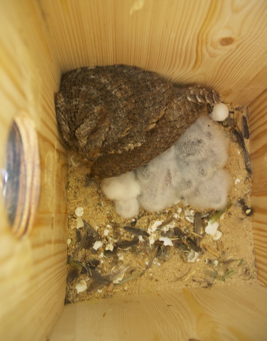 Este es el fin de la colocación de cajas-nido, que una pareja de autillos encuentre su lugar de cría en una de nuestros nidales.  Foto perteneciente a uno de los nidales que la SVO-Projecte Mussols tiene colocados en la comarca de Camp de Túria.