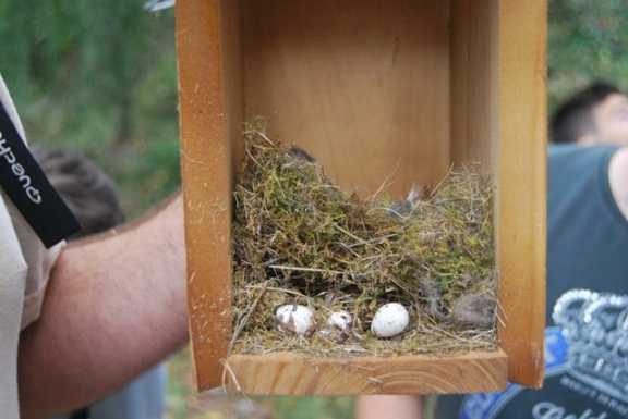 Nido de carbonero común encontrado en uno de los nidales, con algún huevo sin eclosionar