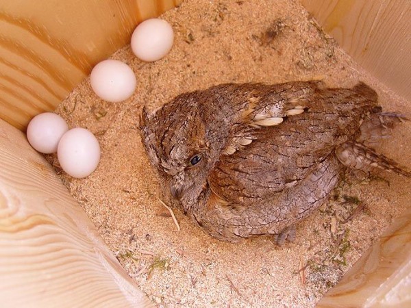 El objetivo final de nuestras acciones ha de ser el que muestra la foto, la ocupación del nidal por el autillo. Foto: SVO-Projecte Mussols