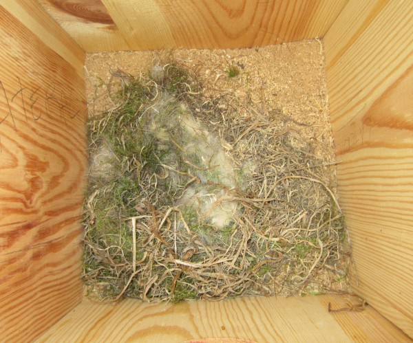 Nido de aves insectívoras, seguramente Páridos, realizado en una caja-nido para autillo.