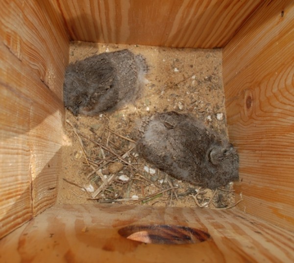 Caja-nido de autillo con pollos. Foto: SVO-Projecte Mussols