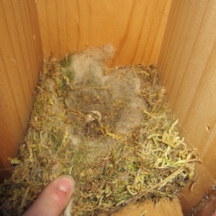 Los nidos estan compuestos de distintos tipos de materiales, como musgo, pelo de animales, lana, ramitas, hojas...