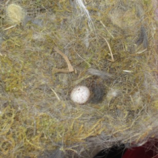 ambién nos hemos encontrado huevos sin eclosionar de temporadas anteriores, como este de carbonero común (Parus major)