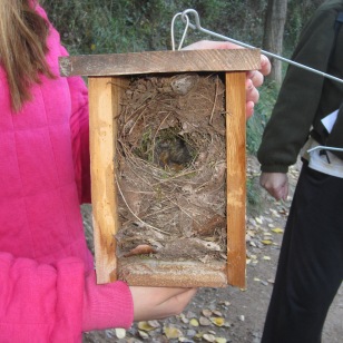 Podemos encontrar diferentes tipos de nido según la especie que lo ocupa. Aqui observamos un nido de chochín común (Troglodytes troglodytes)
